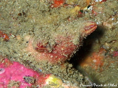 Microcosmus claudicans