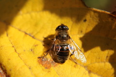 Eristalis tenax