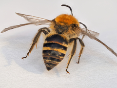 Colletes halophilus
