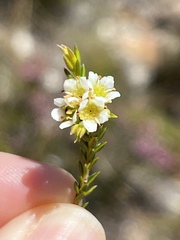 Diosma oppositifolia