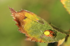 Araniella