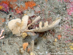 Phakellia ventilabrum