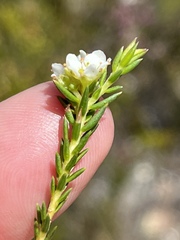 Diosma oppositifolia