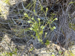 Diosma oppositifolia