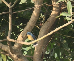 Cyornis tickelliae