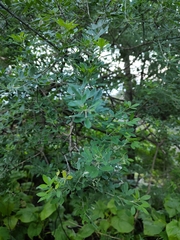 Chamaecytisus prolifer