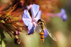 Episyrphus balteatus