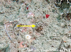 Polyclinum aurantium