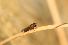 Episyrphus balteatus