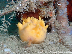 Polymastia boletiformis