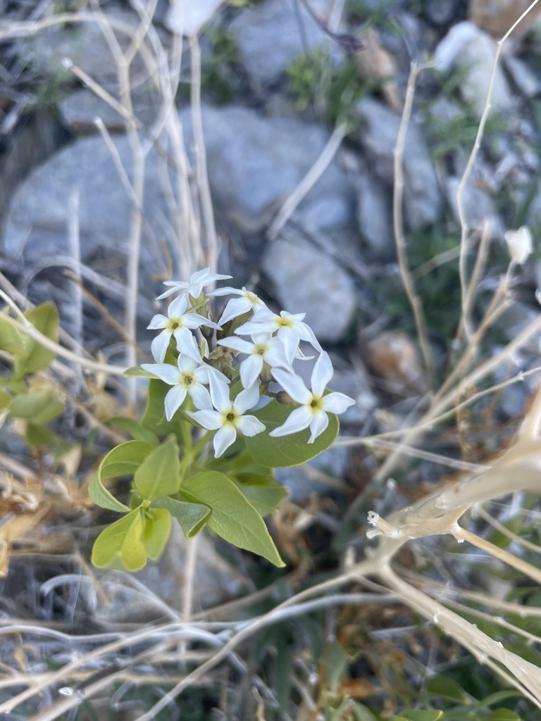 Woolly bluestar (Amsonia tomentosa)