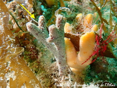 Raspailia ramosa