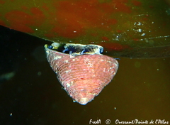 Steromphala cineraria