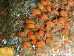 Stolonica socialis