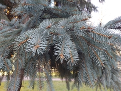 Picea pungens