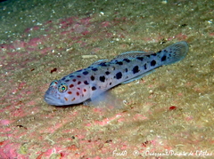 Thorogobius ephippiatus