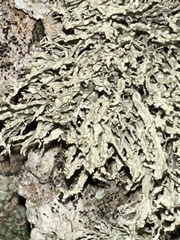 Ramalina farinacea
