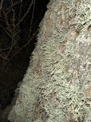 Ramalina farinacea