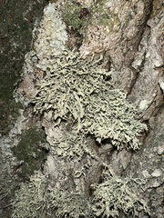 Ramalina farinacea