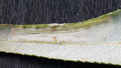 Phyllonorycter pastorella