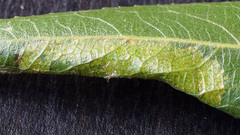 Phyllonorycter pastorella