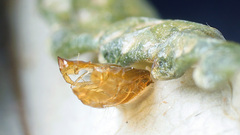 Phyllonorycter pastorella
