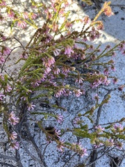 Erica labialis