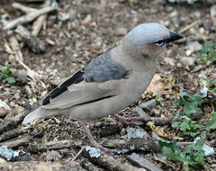 Pseudonigrita arnaudi