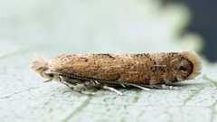 Phyllonorycter pastorella