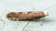 Phyllonorycter pastorella