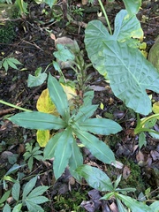 Habenaria pantlingiana