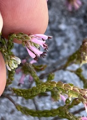 Erica labialis