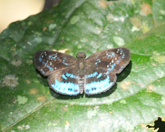 Quadrus contubernalis