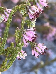 Erica labialis