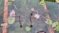 Nymphaea tetragona