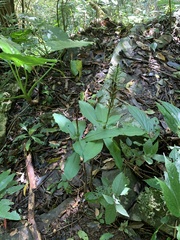 Habenaria pantlingiana