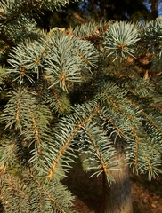 Picea pungens