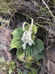 Streptocarpus vandeleurii