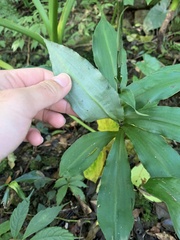 Habenaria pantlingiana