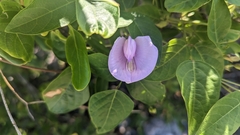 Clitoria mariana
