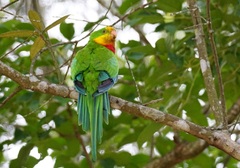 Polytelis swainsonii