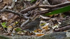 Turdus cardis