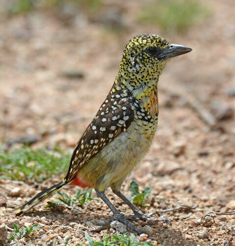 D'Arnaud's Barbet