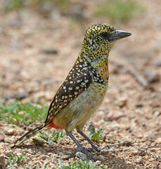 Trachyphonus darnaudii usambiro