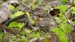 Anthus hodgsoni