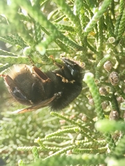 Bombus terrestris canariensis