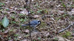 Parus minor commixtus