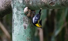 Machlolophus spilonotus