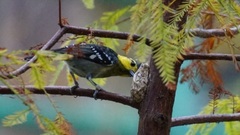 Machlolophus spilonotus