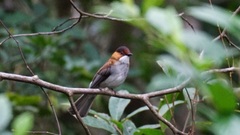 Hemixos castanonotus